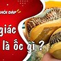 Lộc Giác Là Gì